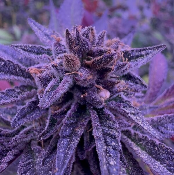 Tropicana WFC - Sweed Labs - x4