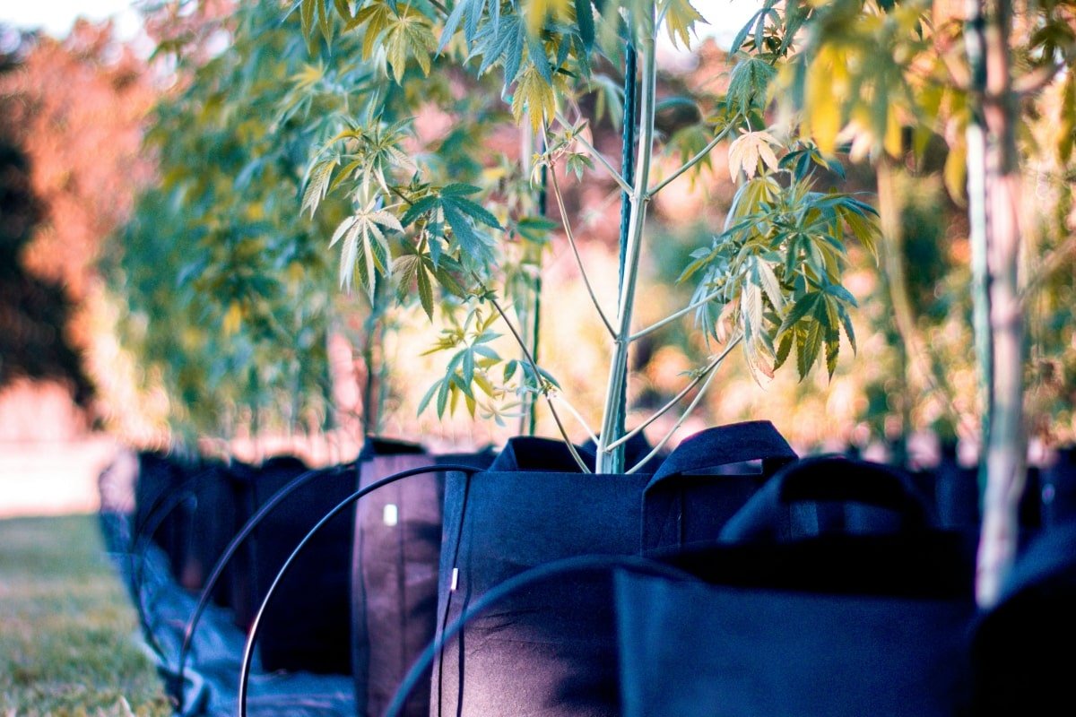 Espacio de cultivo de marihuana en el exterior