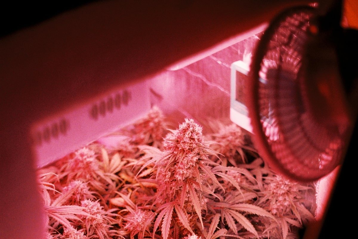 Ventilación de cultivo indoor de Marihuana