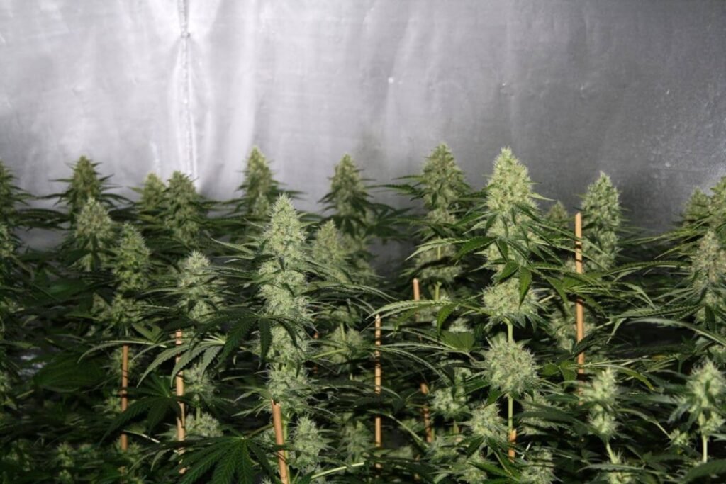 Cultivo indoor de autoflorecientes