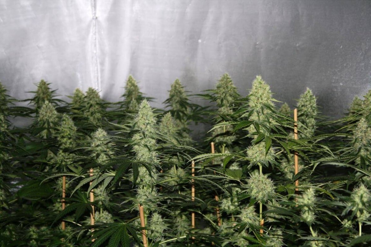 Cultivo indoor de autoflorecientes