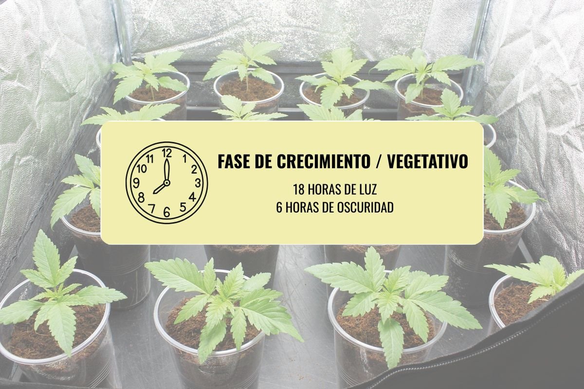 Cantidad de horas de luz en cultivo indoor en etapa de crecimiento