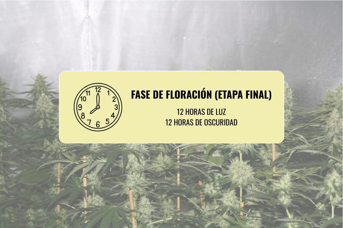 Cantidad de horas de luz cultivo indoor en etapa de floración