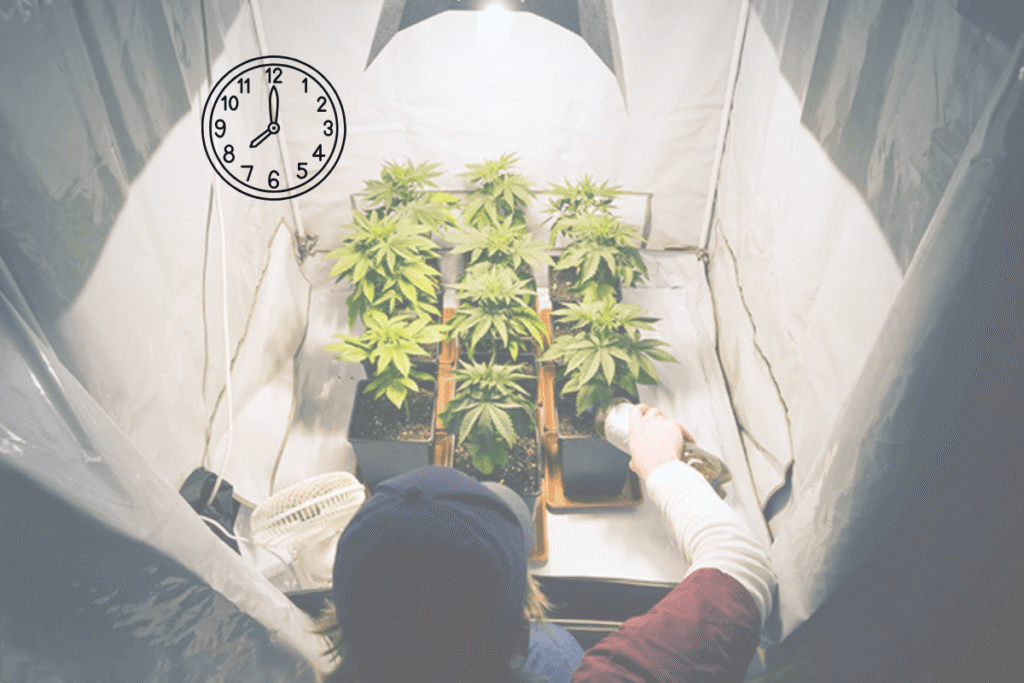 Cantidad de horas de luz en cultivo indoor