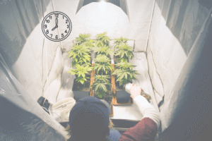 Cantidad de horas de luz en cultivo indoor