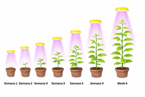 Proceso de cultivo autofloreciente