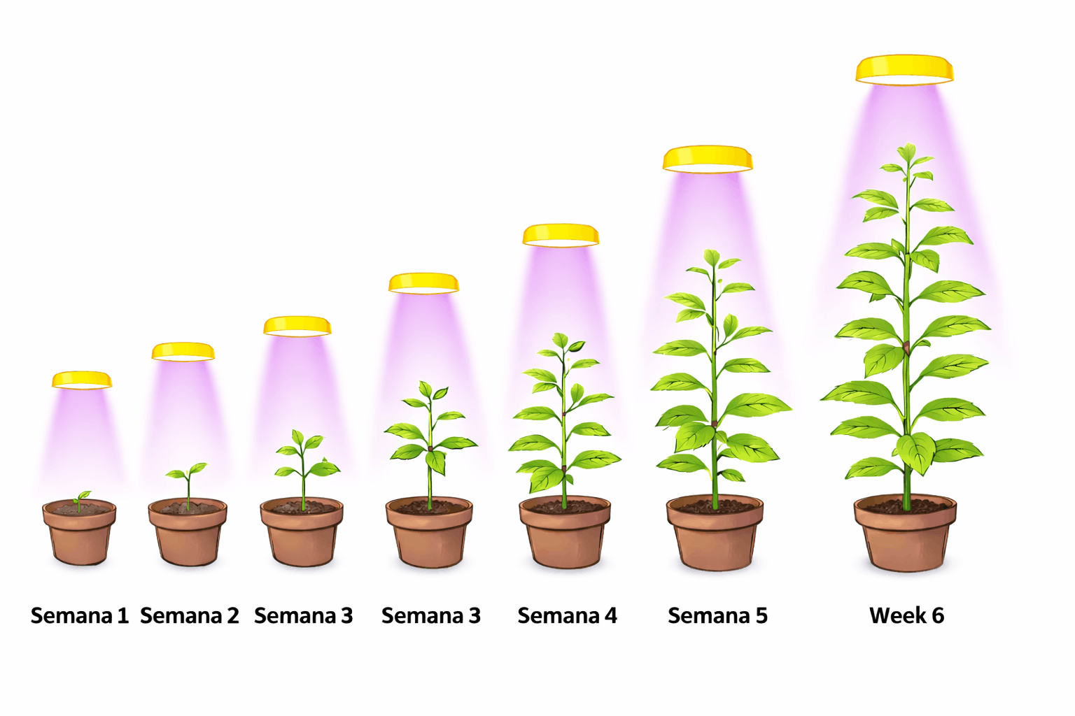 Proceso de cultivo autofloreciente