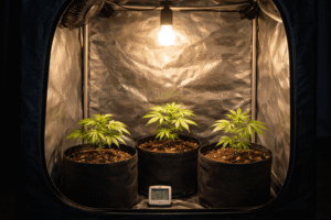 Bombillo común de luz para cultivo indoor