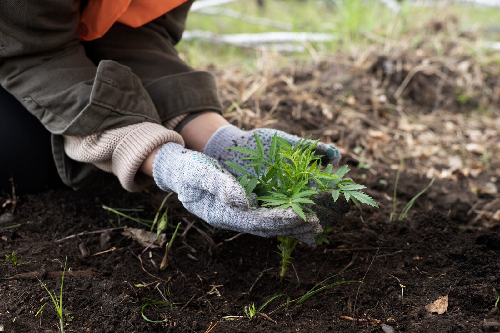 Cuidado de cultivo de marihuana