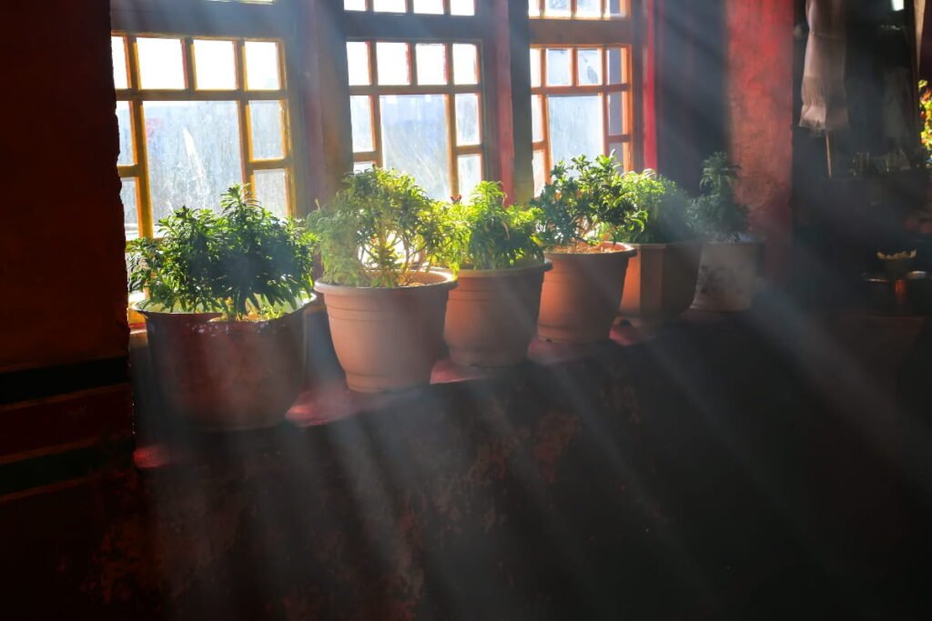 Luz para plantas de interior